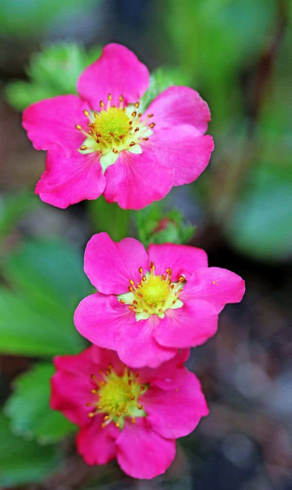 Pink Strawberry Flowers by Deb Oppermann